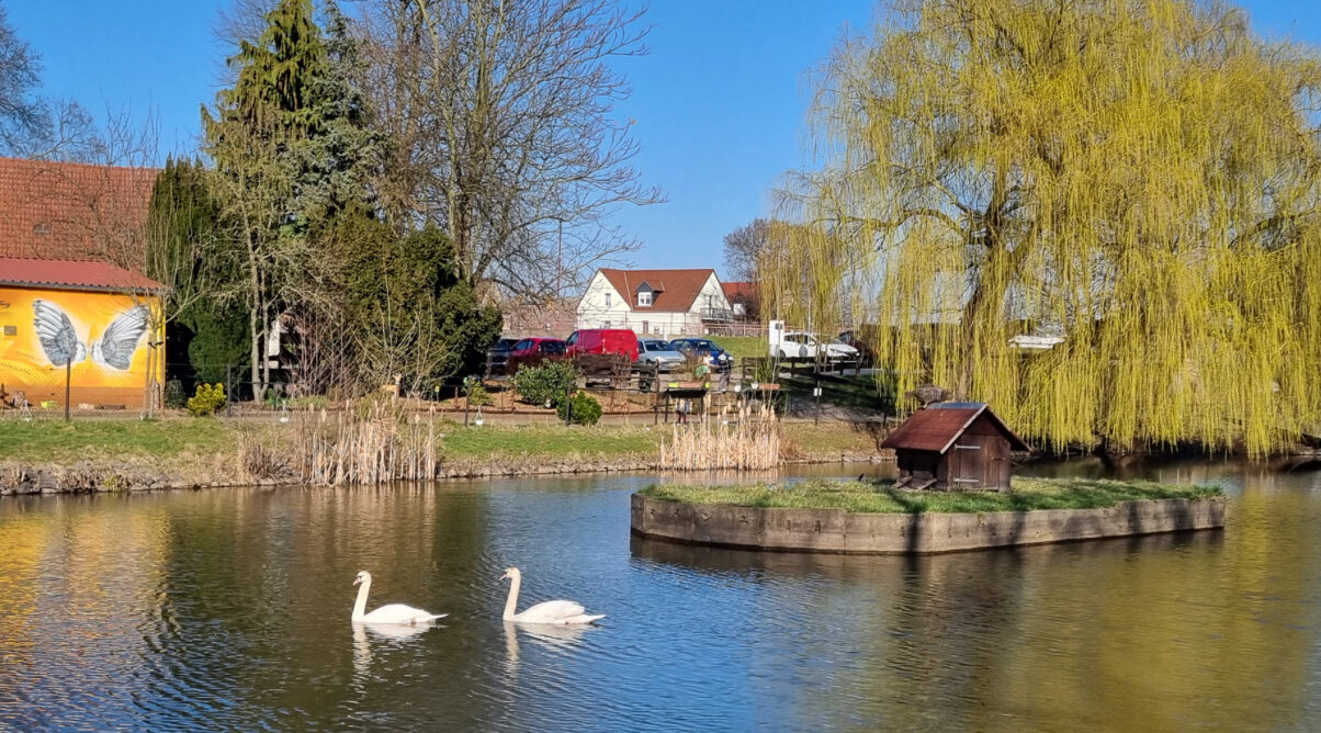 Der Schwanenteich in Jessen.